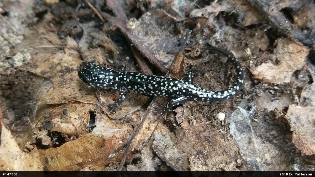 Northern Slimy Salamander