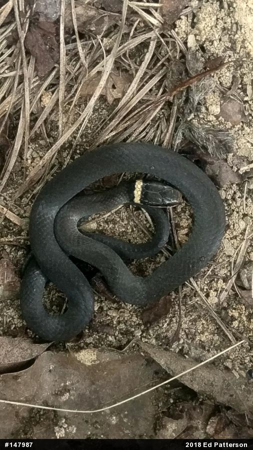 Northern Ring-necked Snake