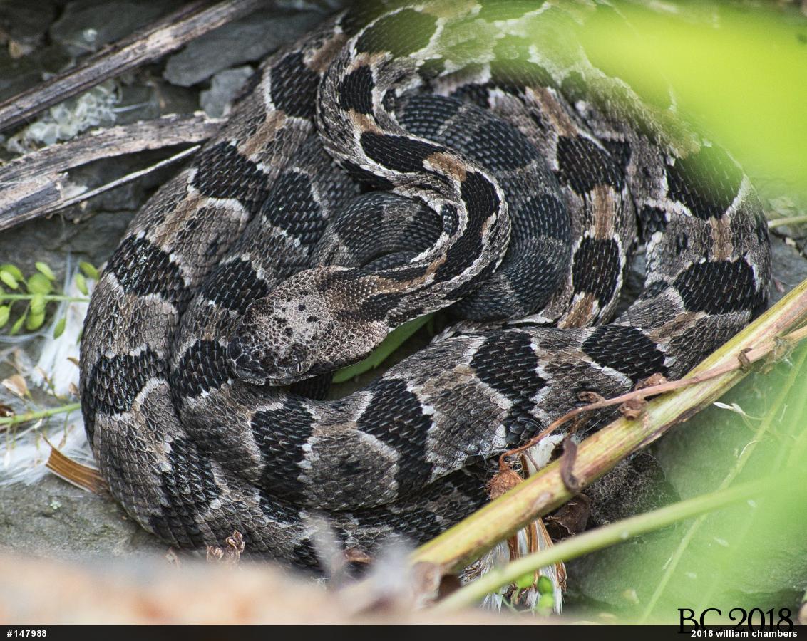 Timber Rattlesnake