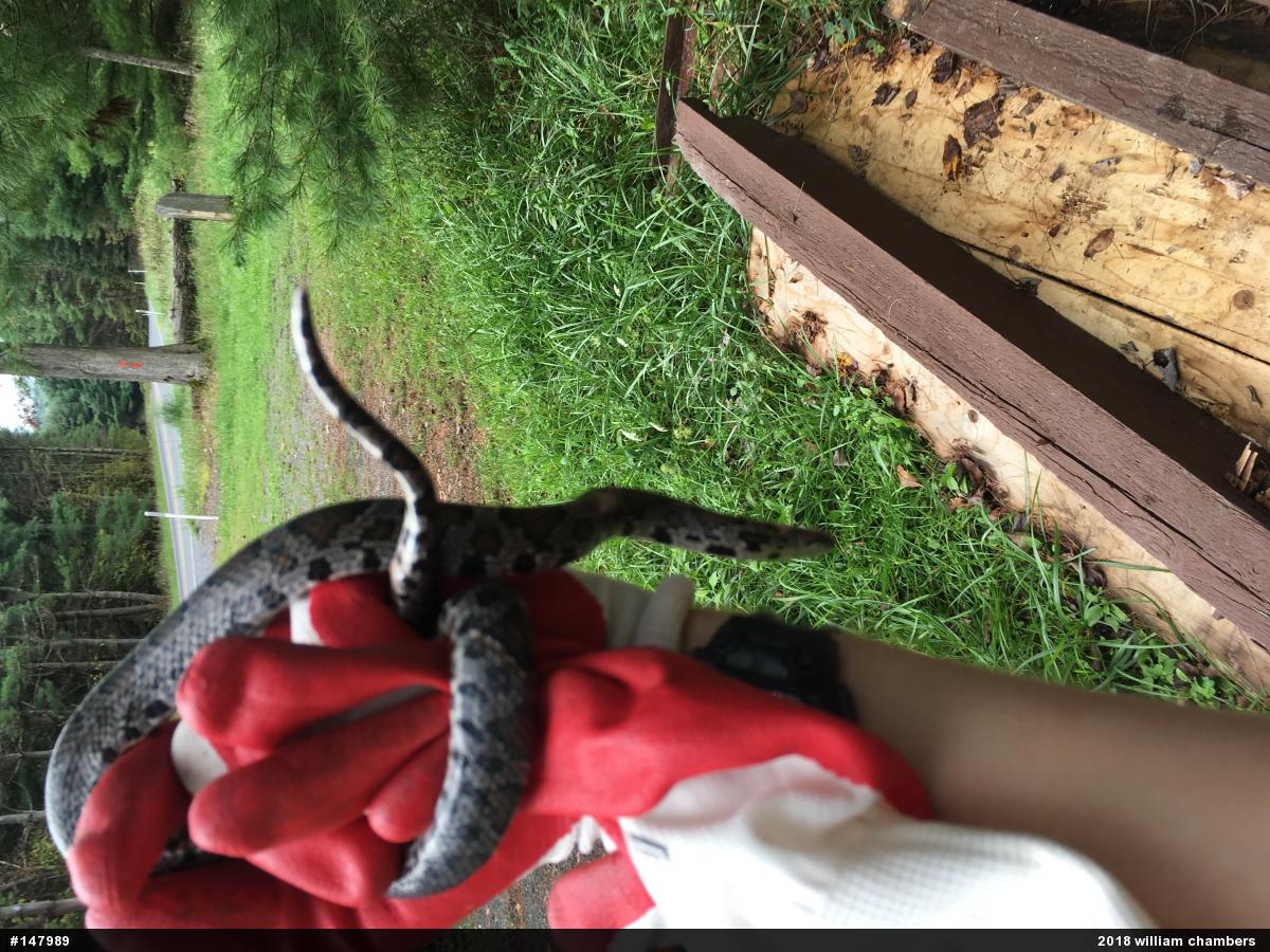 Eastern Milksnake