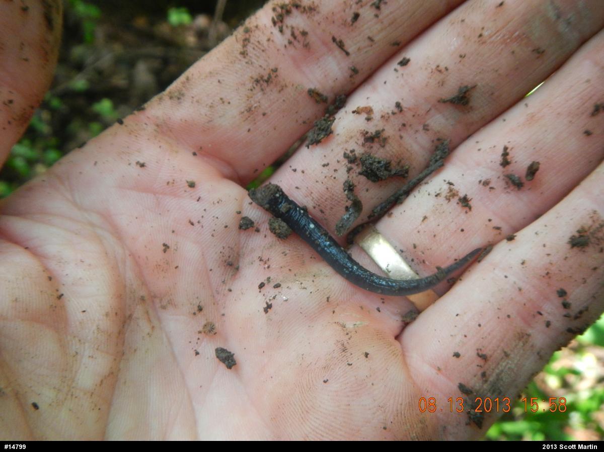 Northern Slimy Salamander