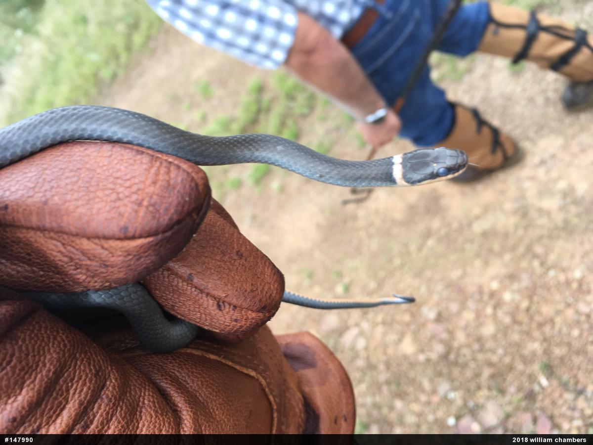 Northern Ring-necked Snake