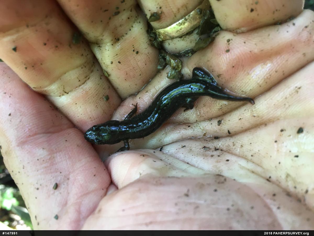 Northern Dusky Salamander
