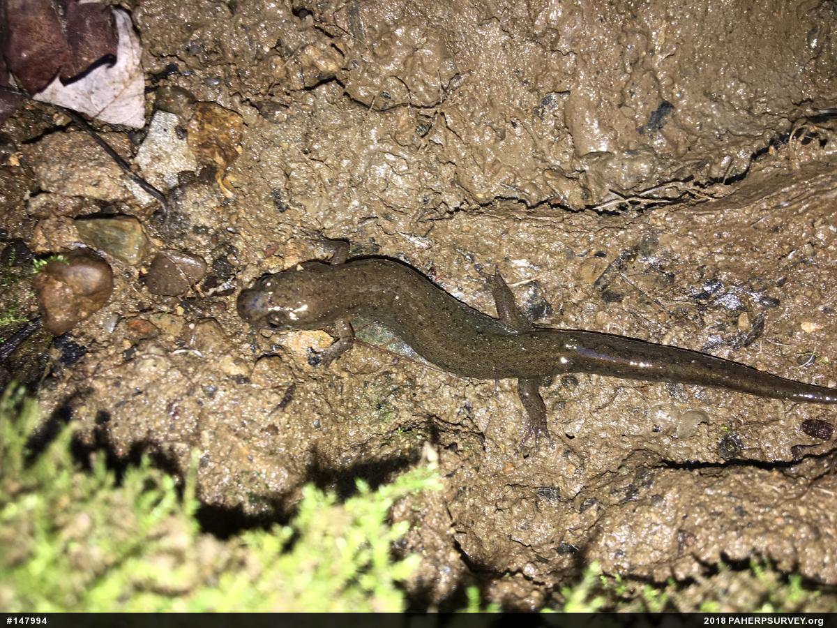 Northern Dusky Salamander