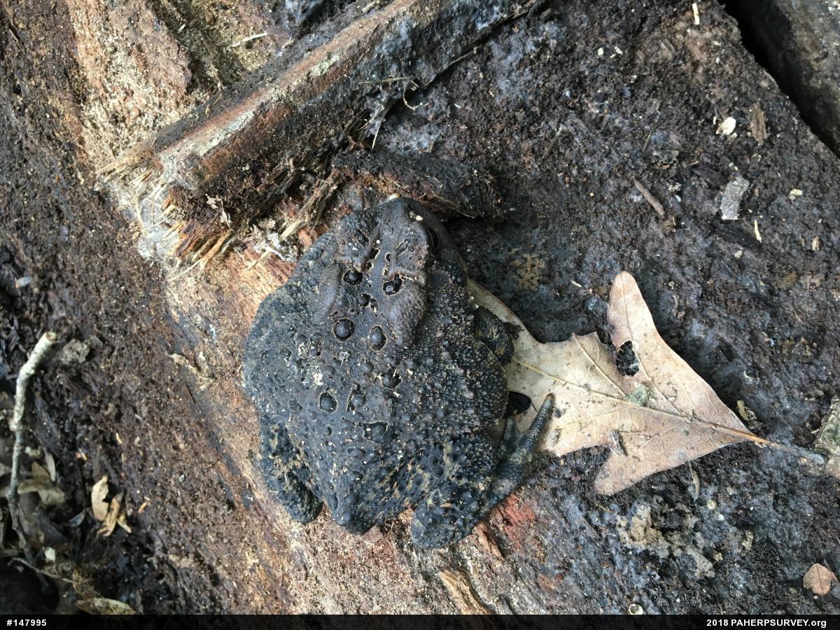 Eastern American Toad