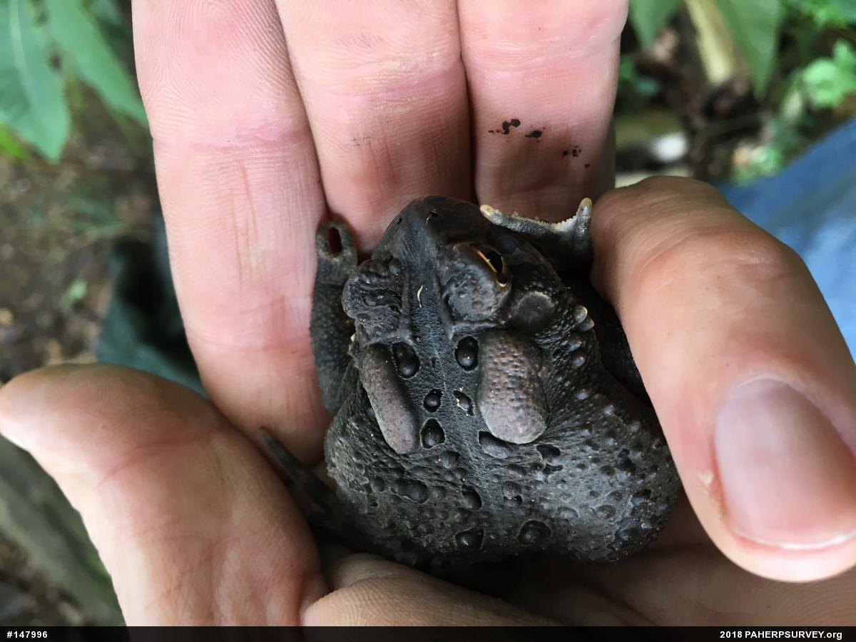 Eastern American Toad
