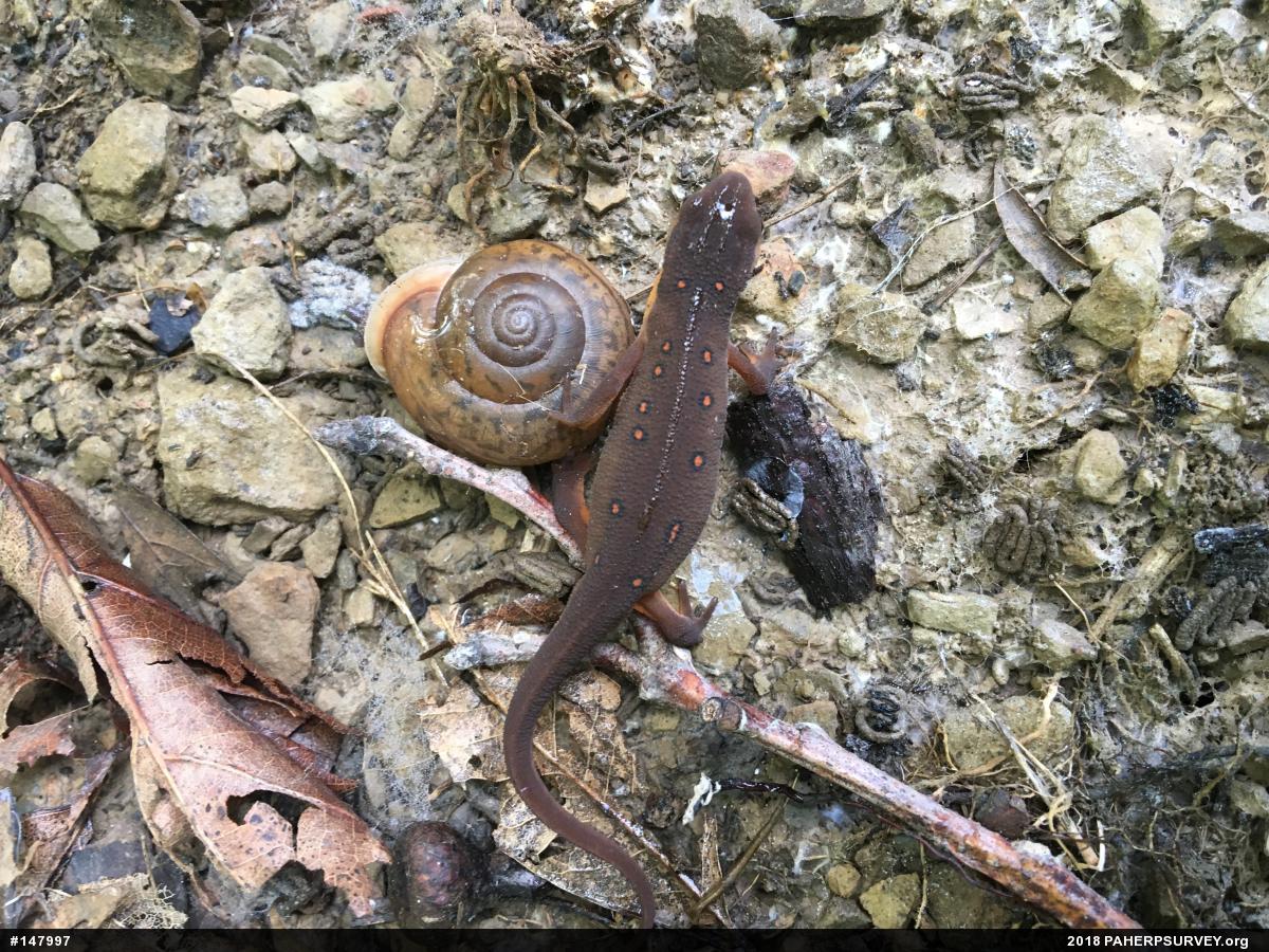 Red-spotted Newt