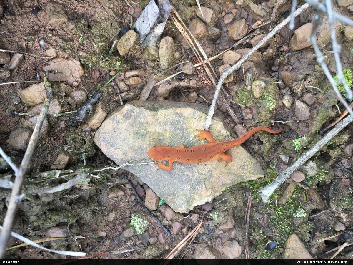 Red-spotted Newt