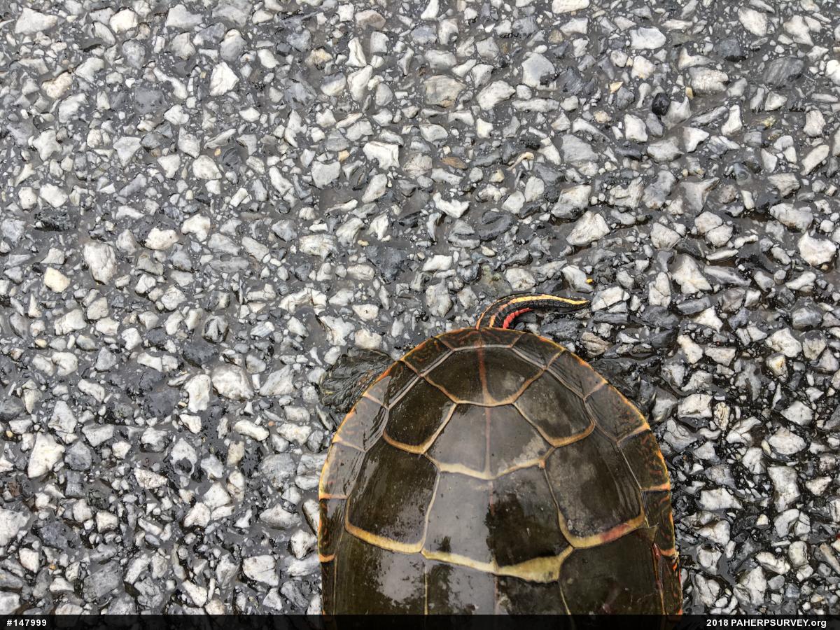 Eastern Painted Turtle