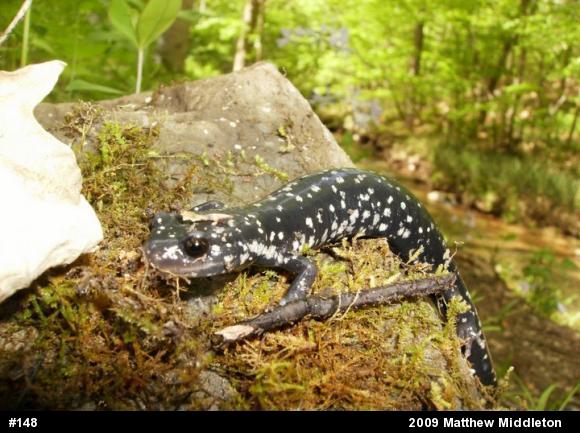 Northern Slimy Salamander