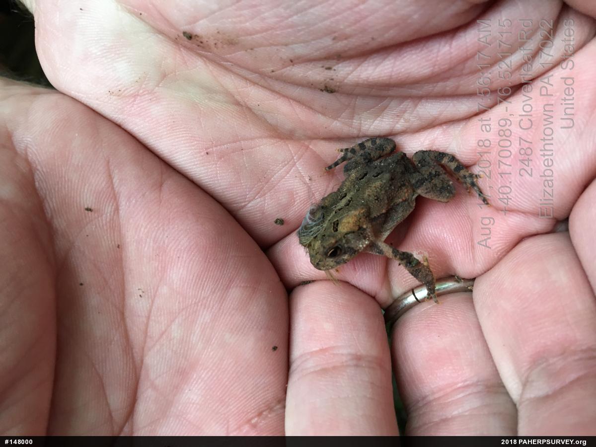 Eastern American Toad