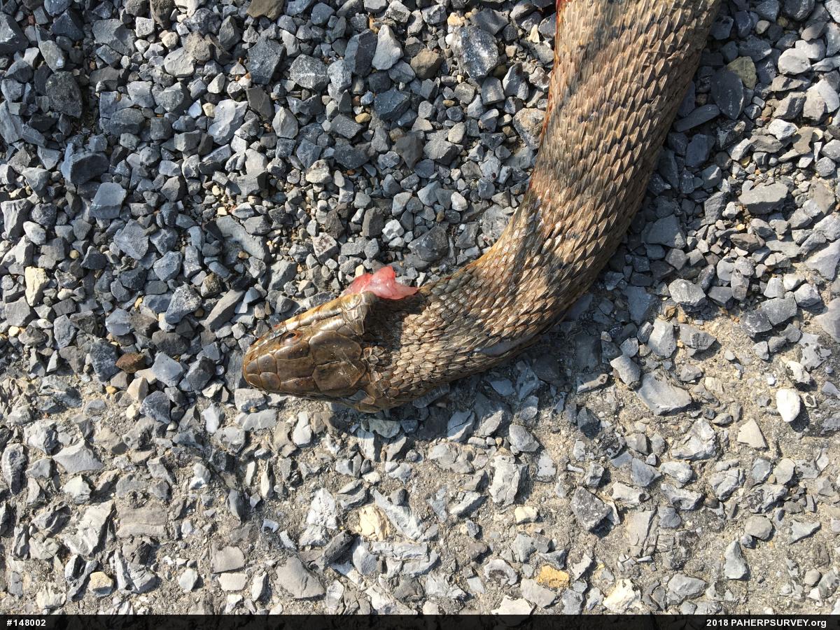 Northern Watersnake