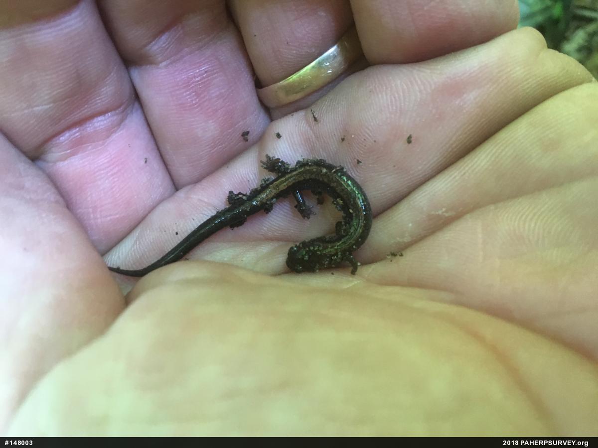 Eastern Red-backed  Salamander