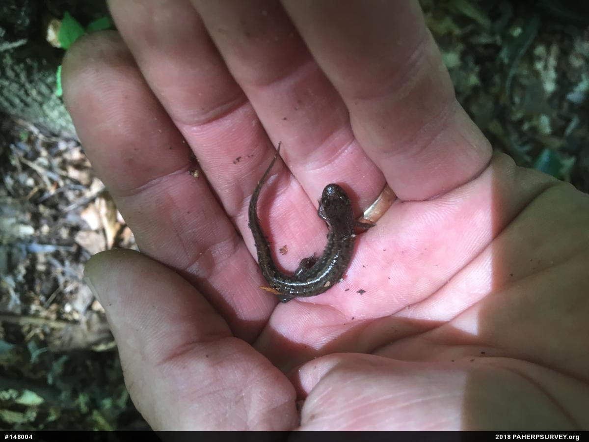Northern Dusky Salamander