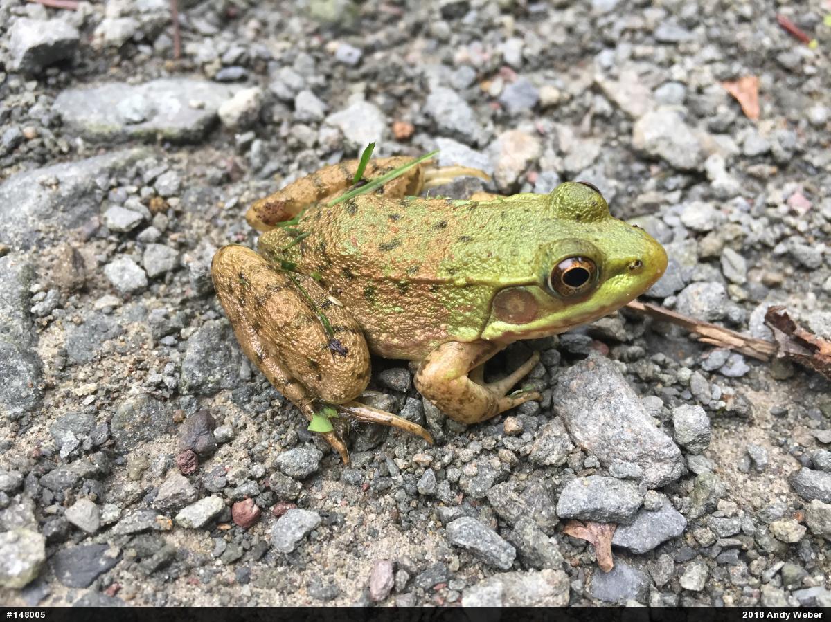 Green Frog