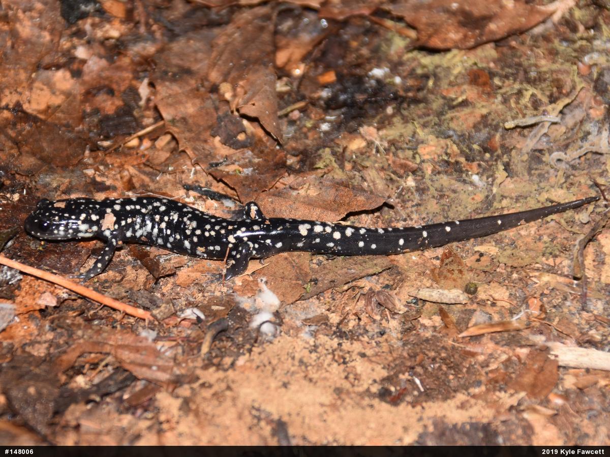 Northern Slimy Salamander