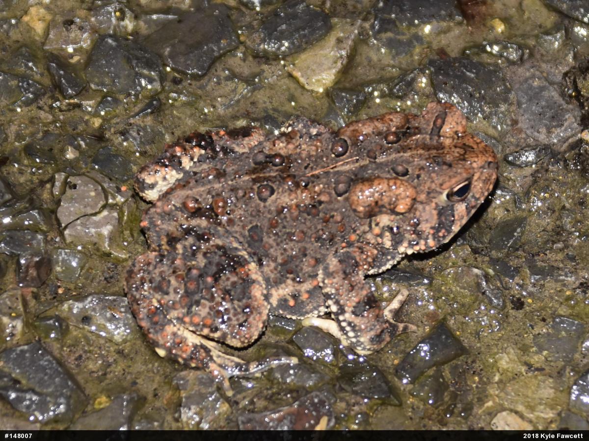 Eastern American Toad