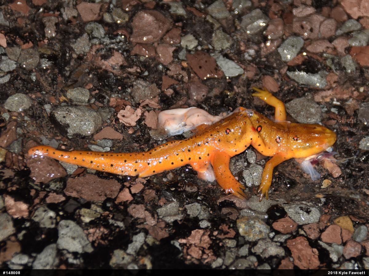 Red-spotted Newt