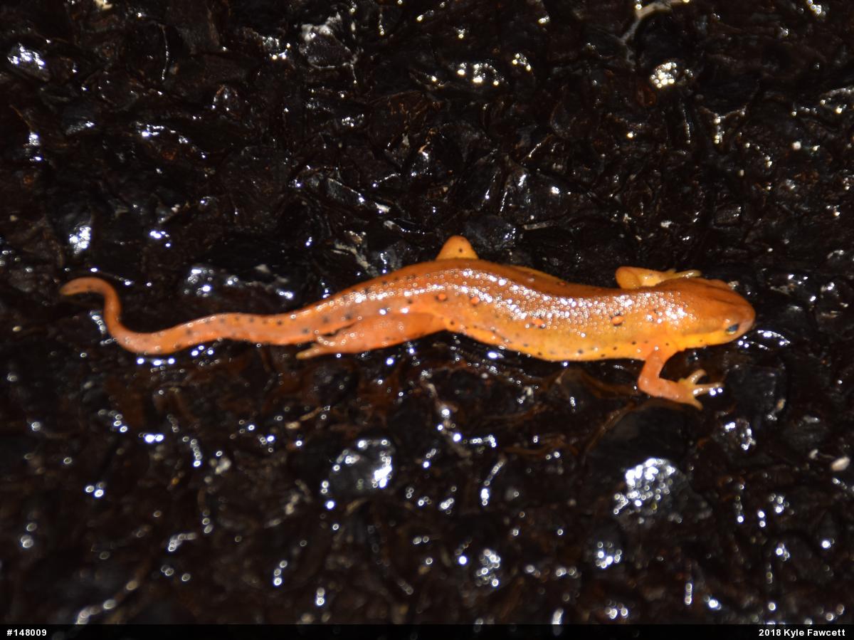 Red-spotted Newt