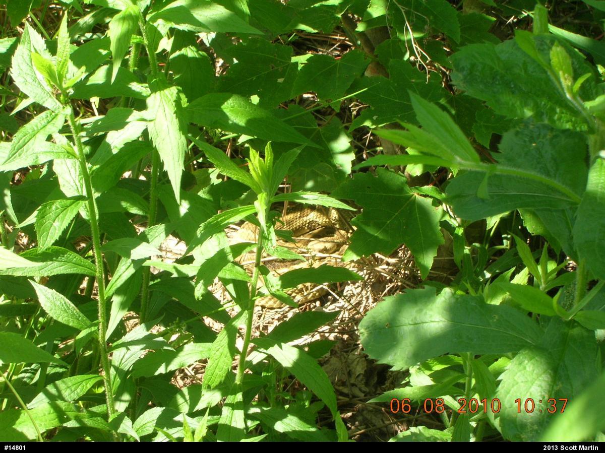 Timber Rattlesnake