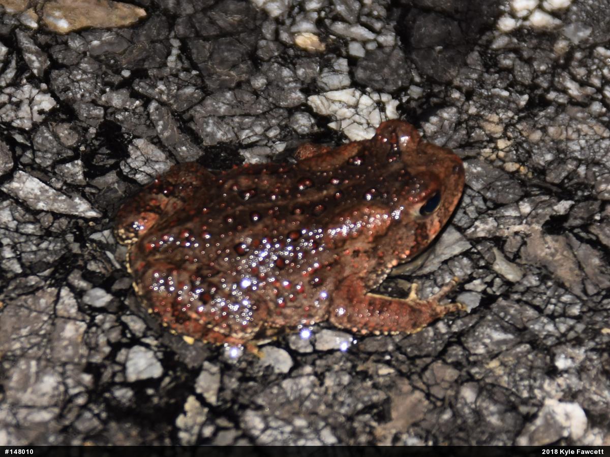 Eastern American Toad