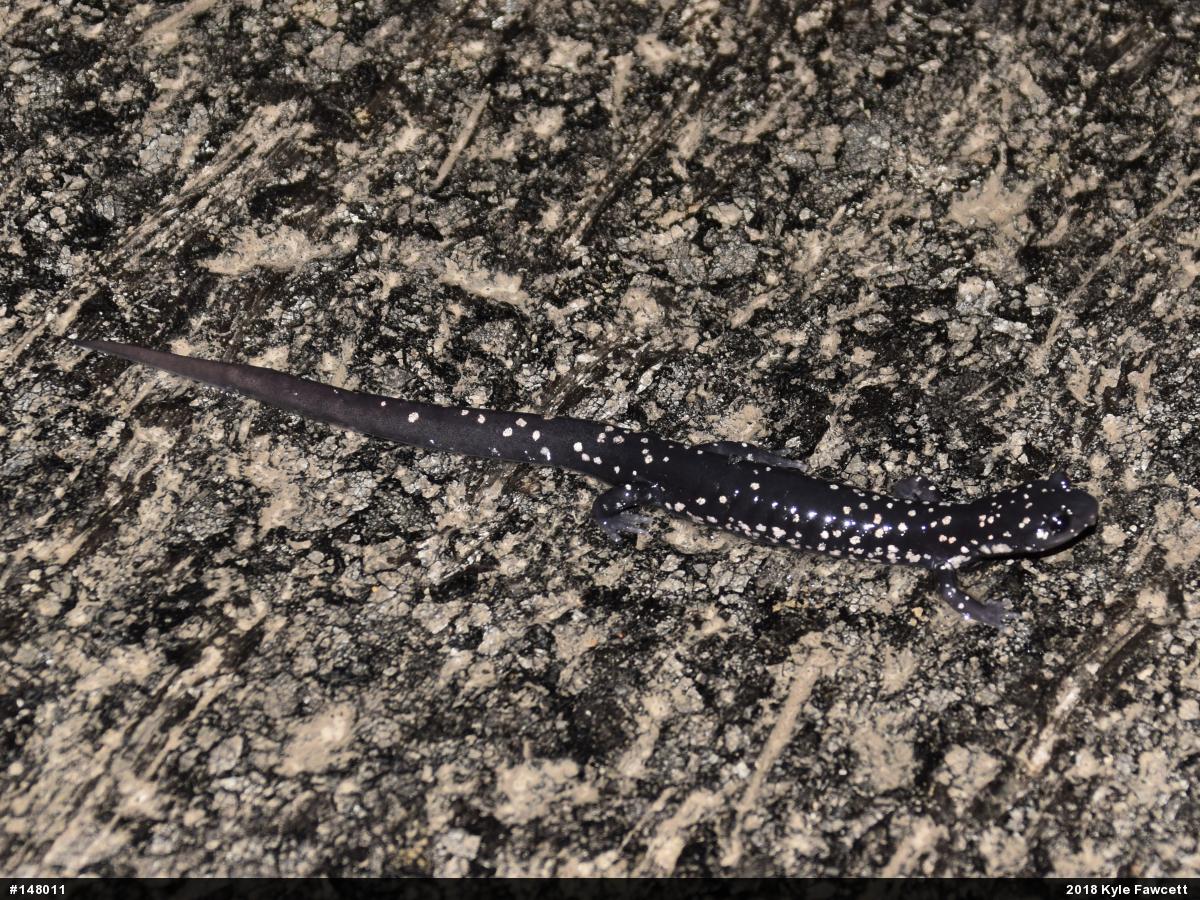 Northern Slimy Salamander