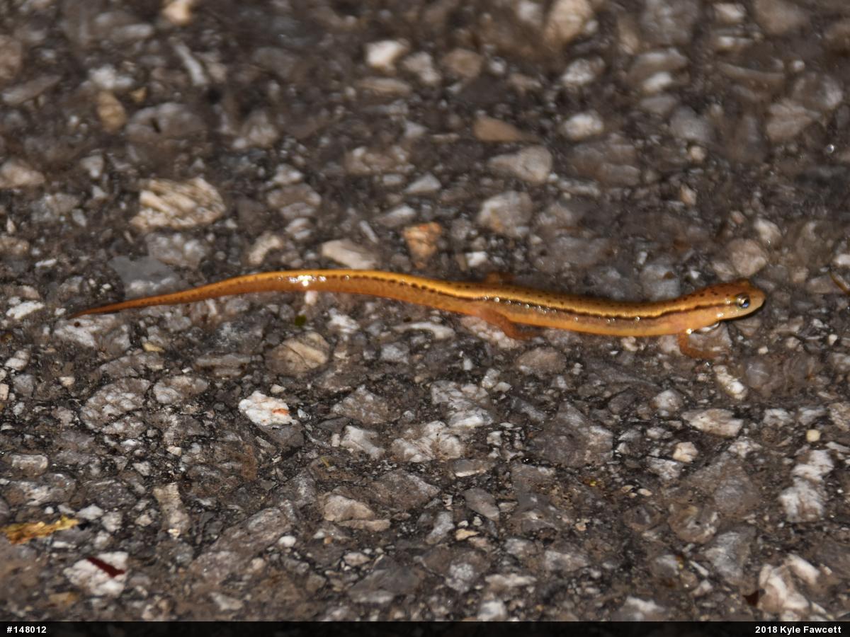 Northern Two-lined Salamander
