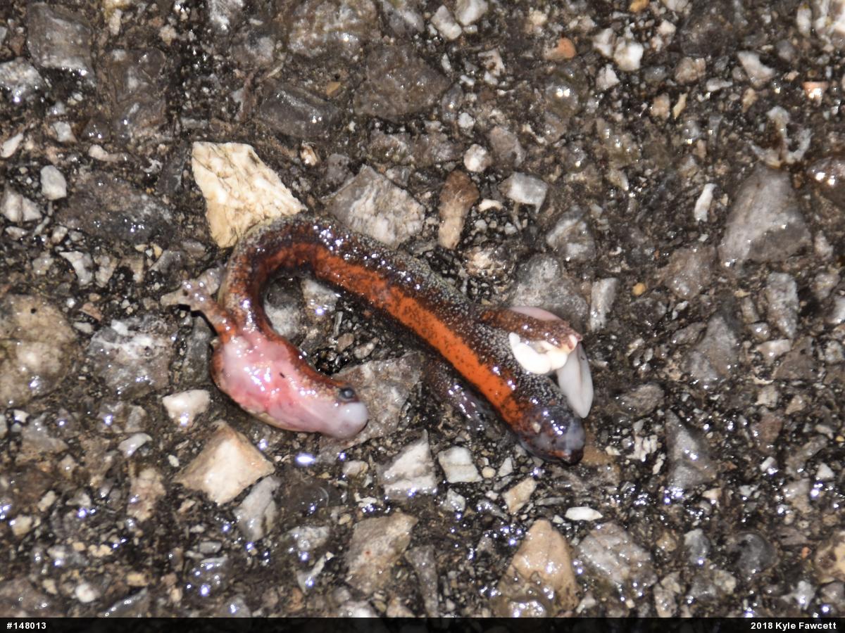 Eastern Red-backed  Salamander