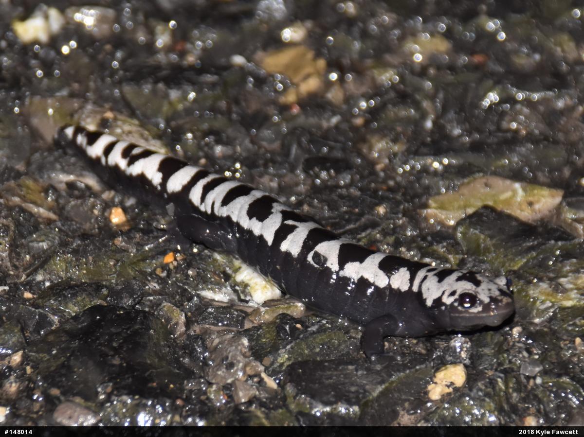 Marbled Salamander