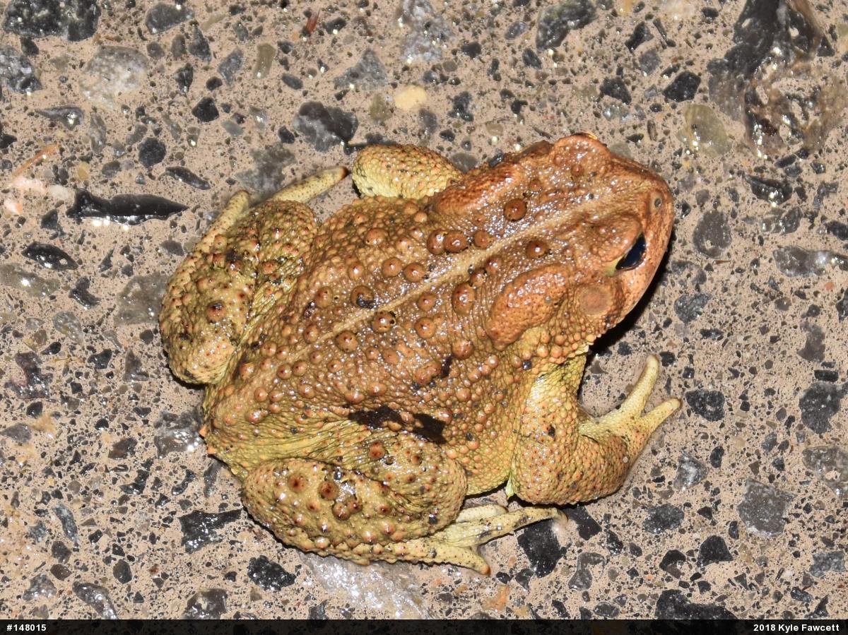 Eastern American Toad
