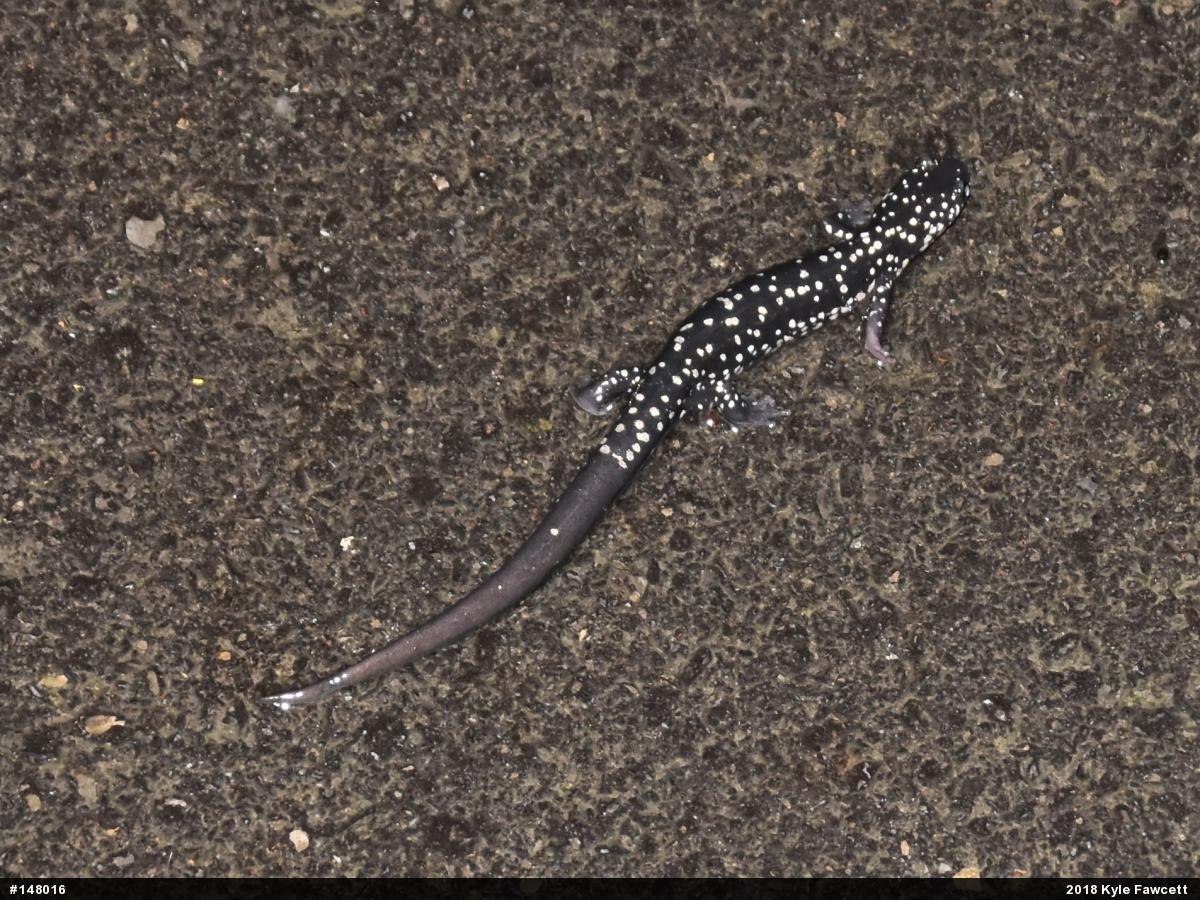 Northern Slimy Salamander