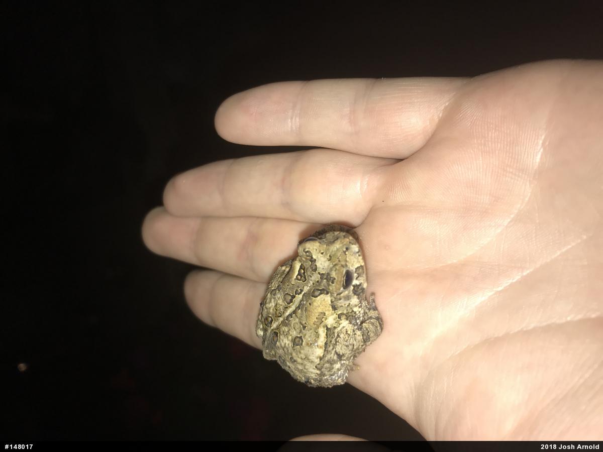Eastern American Toad