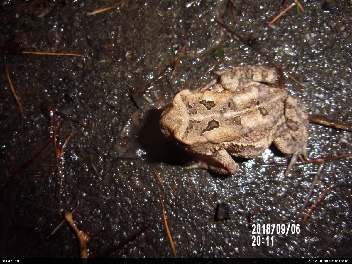Eastern American Toad