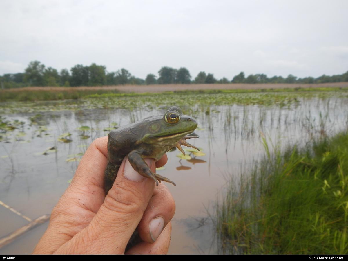 American Bullfrog