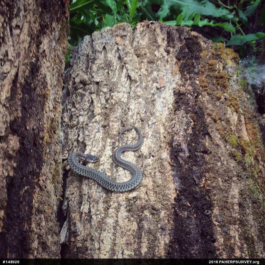 Eastern Gartersnake