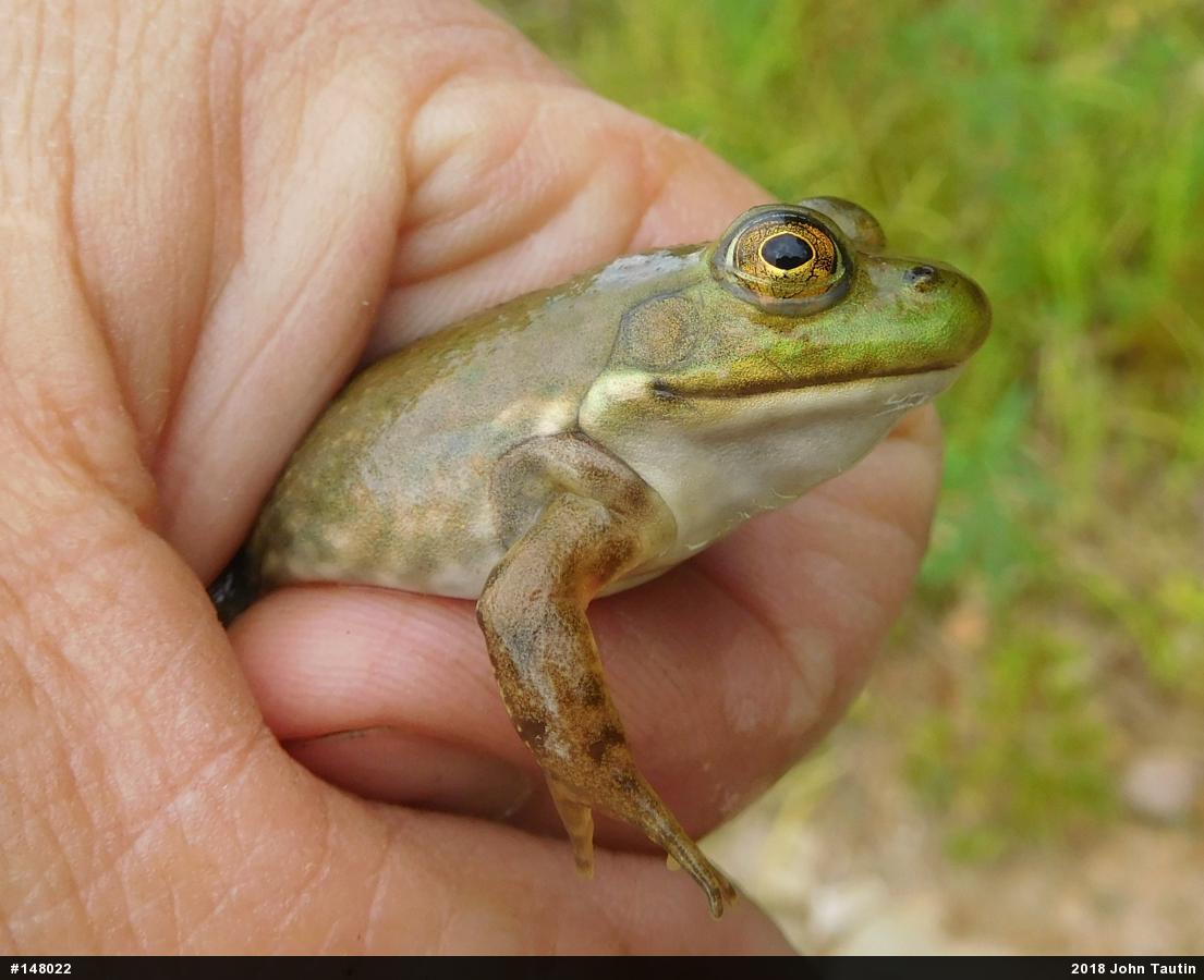 American Bullfrog