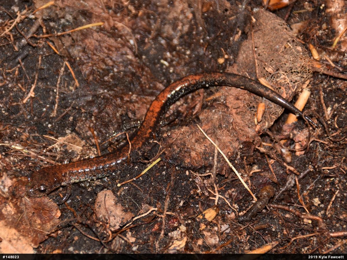 Eastern Red-backed  Salamander