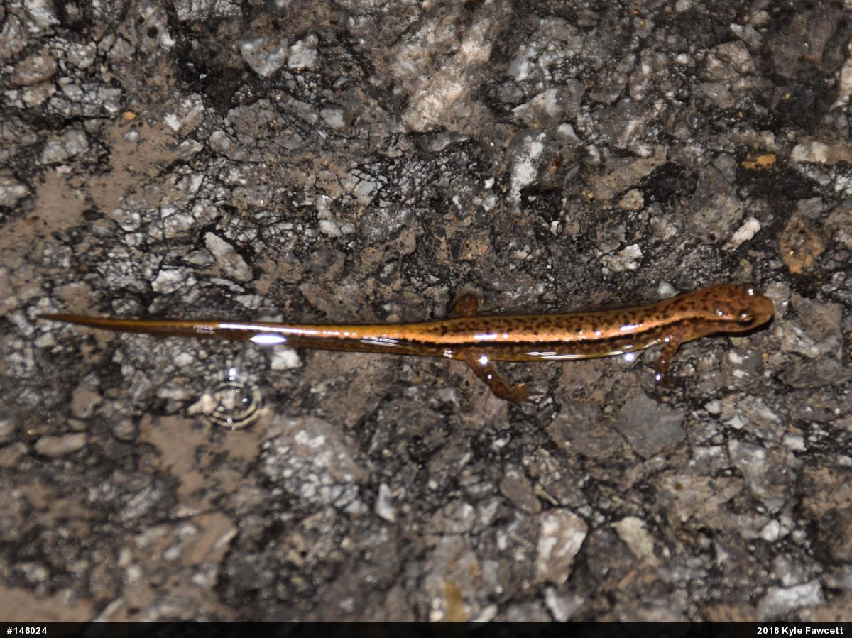 Northern Two-lined Salamander