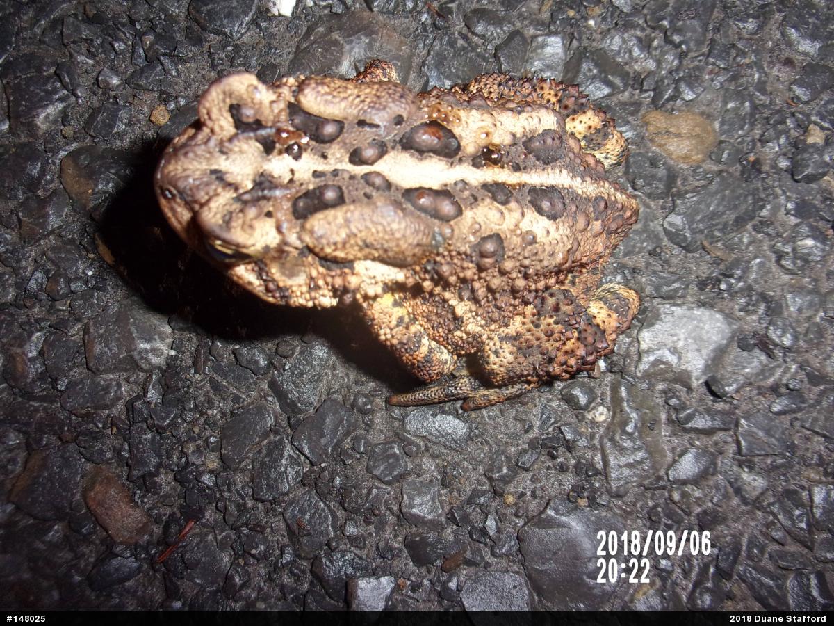 Eastern American Toad