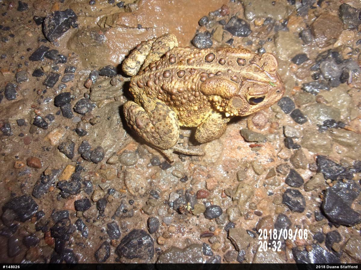 Eastern American Toad