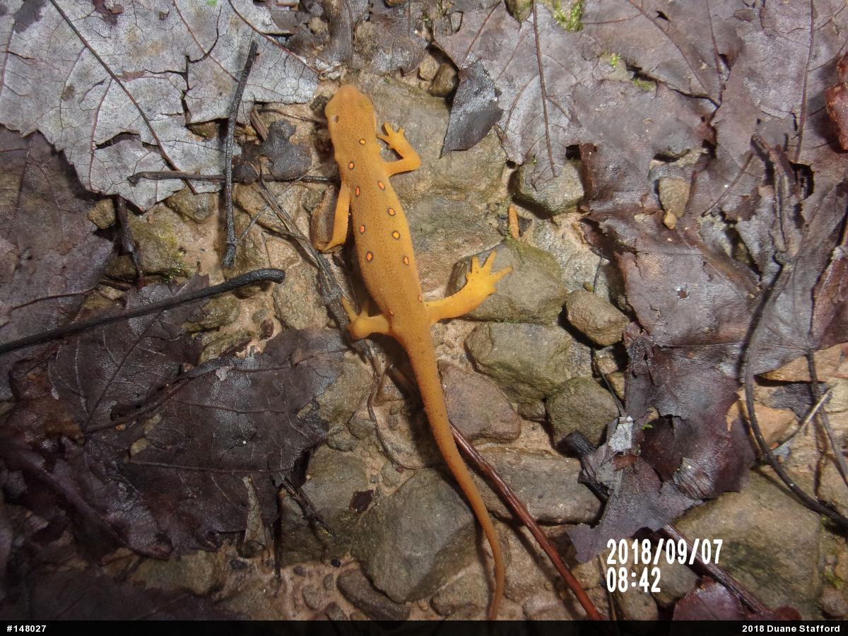 Red-spotted Newt