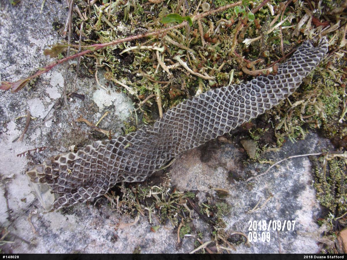 Timber Rattlesnake