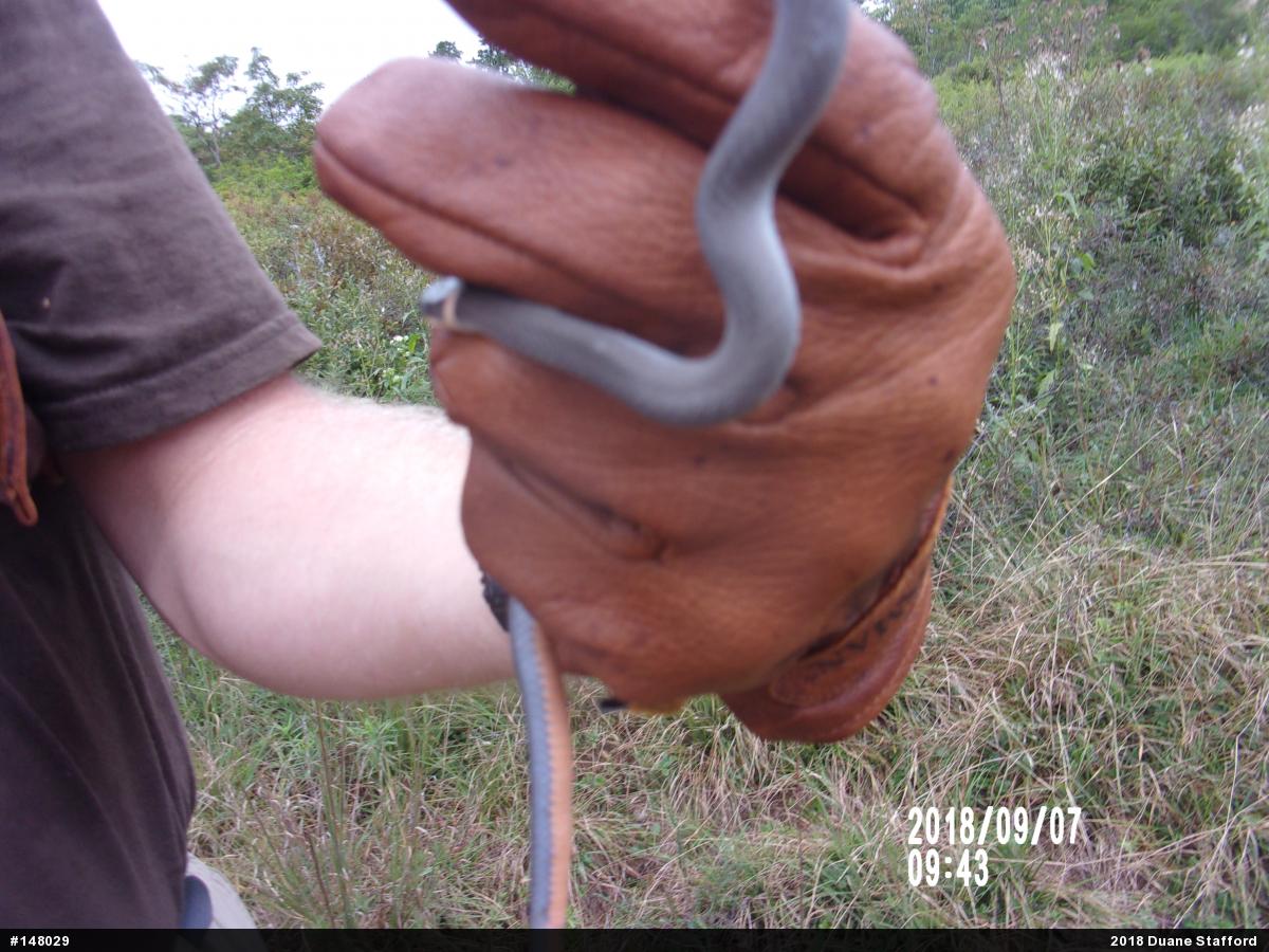 Northern Ring-necked Snake