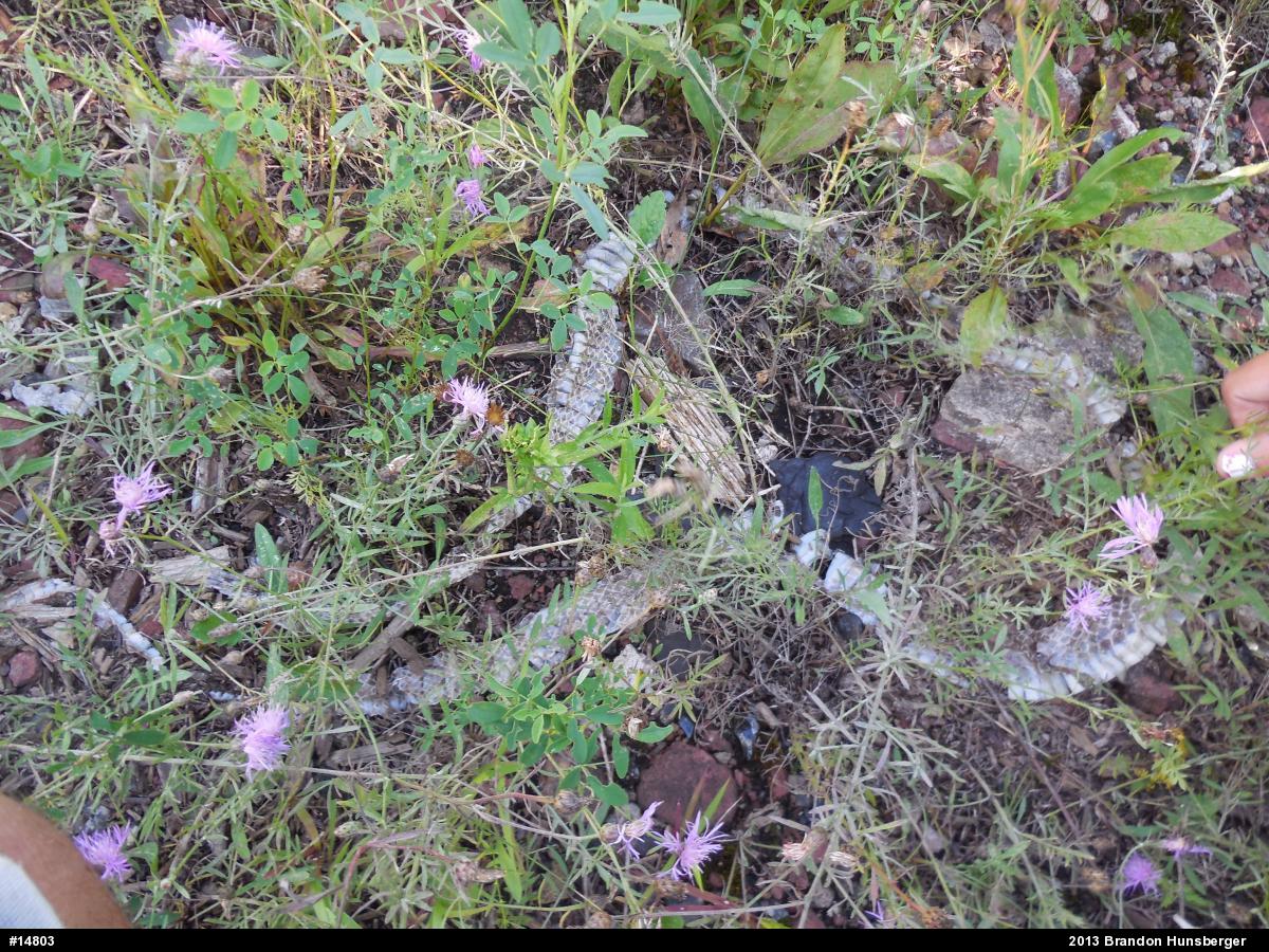 Eastern Ratsnake