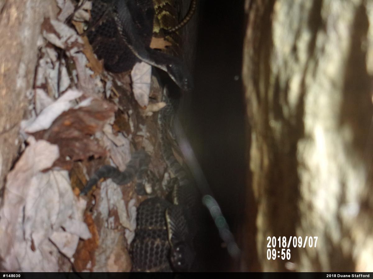 Timber Rattlesnake