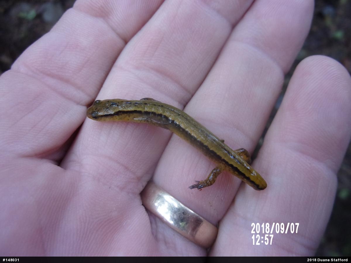 Northern Two-lined Salamander