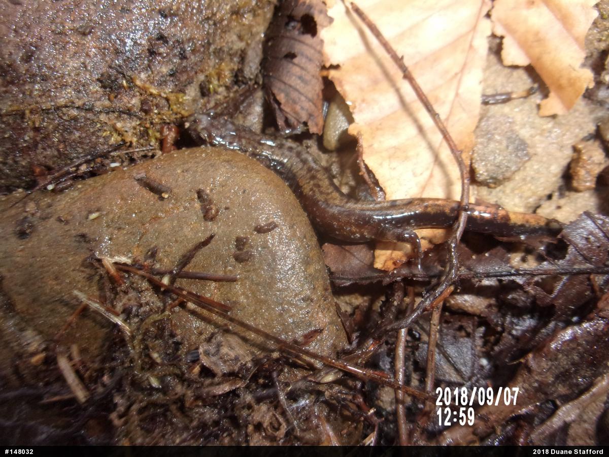 Allegheny Mountain Dusky Salamander