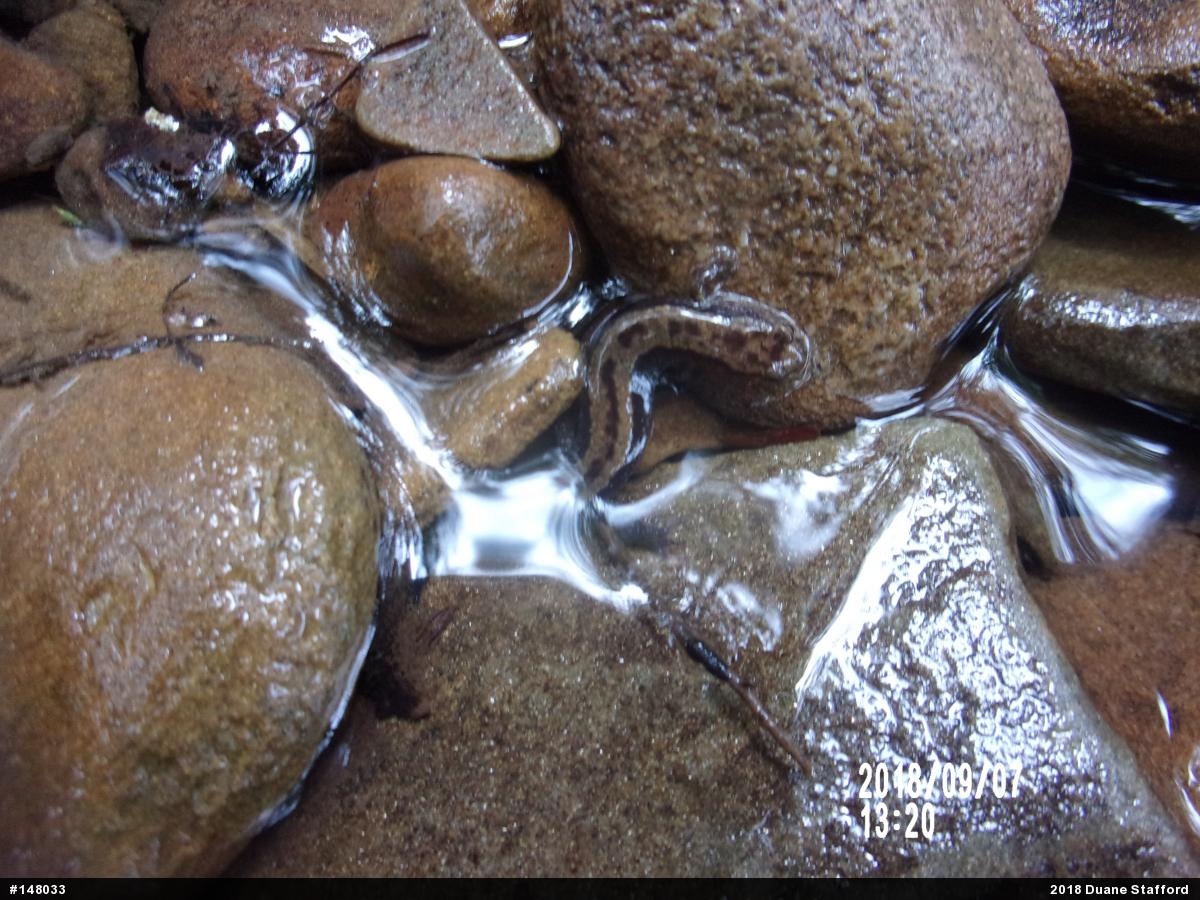 Allegheny Mountain Dusky Salamander