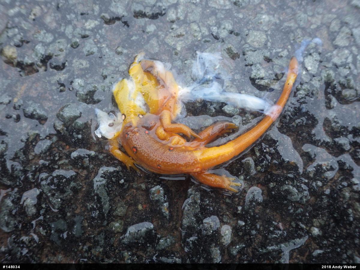 Red-spotted Newt