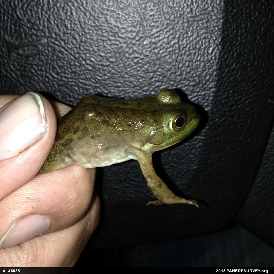 American Bullfrog